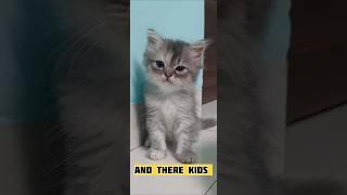 #Cat family #QueenAnam#️