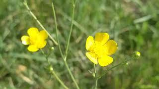 Жовтець їдкий/"куряча сліпота"( Ranunculus acris) - отруйна рослина, яка загоює рани і лікує сухоти