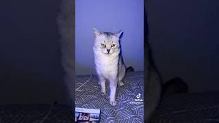 Deksy The Cat Play GTA 6