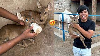 Big Zoo Me Baby Deer Agea  Surprise