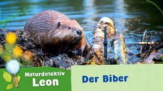 Naturdetektiv Leon - Der Biber