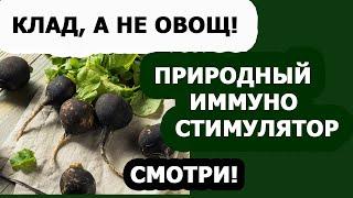 ЧЕРНАЯ РЕДЬКА ДЛЯ ИММУНИТЕТА. ПОЛЕЗНЫЕ СВОЙСТВА черной редьки. Лечение кашля.