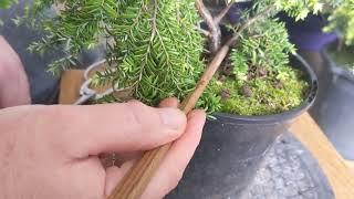 pruning/ styling two weeping eastern hemlock bonsai - Part 1