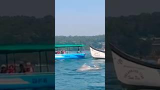 Dolphin #dolphin #dolphins #dolphinwatching #sea #shorts #shortvideo #animals