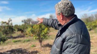 "What we do is we pray a lot." Kumquat farmers say freeze can be catastrophic to crops