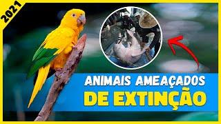 5 Animais Ameaçados De Extinção No Brasil ! 