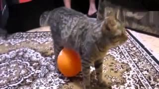 НЕРЕАЛЬНЫЕ ПРИКОЛЫ С КОТАМИ за 2013 год 1