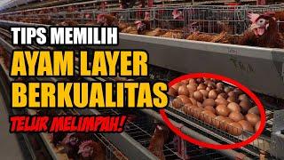 TIPS MEMLIH AYAM LAYER BERKUALITAS TELUR MELIMPAH!