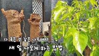 곰팡이 생기고 기둥만 남은 나무 .......  새 잎 나오게 하는 방법