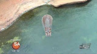 Hip, hip, hooray! Baby hippo brings a ton of joy to the San Antonio Zoo