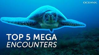 5 of Our Most Mega Ocean Life Moments | OceanX Encounters