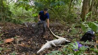 The Den of Spearhead Snakes | Costa Rica