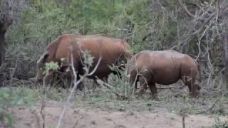 Rhino and Baby