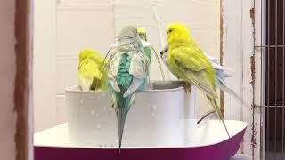 Budgie Bath Time Bonanza Pt.1