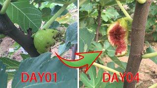 if there are ants on your fruit tree? Try this method to completely solve your problem.