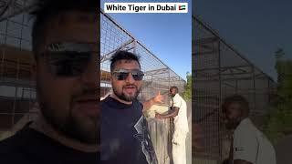 White Tiger in Dubai #shorts