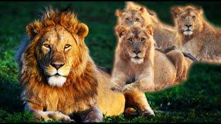 Insane Lion Army: 10 Majestic Male Lions Form Unstoppable Coalition! Kruger National Park!#lion