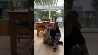 5 total unnötige Tricks, die ich meinem Hund beigebracht habe. 🩷