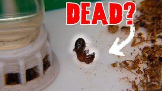 Did The Queen Really DIE?! - Camponotus decipiens