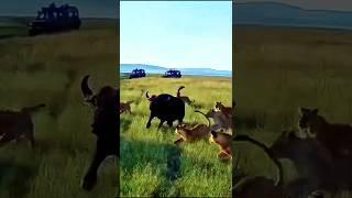 "Epic Showdown: Lion's Shocking Attack on Massive Buffalo Caught on Camera!"