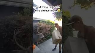 Oh deer #viralvideo #shorts #short #shortsvideo #funny #hilarious #fyp #viralshort #viralshorts