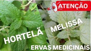 HORTELÃ E MELISSA: DESCUBRA A DIFERENÇA E OS PODERES DESSAS ERVAS MEDICINAIS!