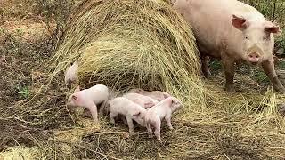 Momma Pig broke out and had an amazing litter of 14 piglets   |   Raising Pigs On Pasture