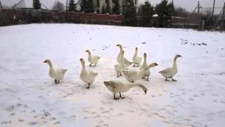 October. Geese on the snow