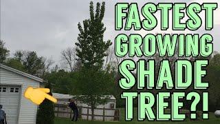 Fastest Growing Shade Tree in America !? Hybrid Poplar Review 3 Years after planting