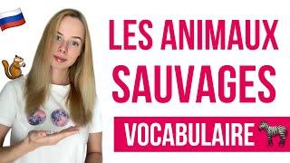 Vocabulaire russe : les animaux sauvages en russe. Le russe facile !