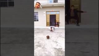 Small dogs funny  #shorts #creator bijoy24 #trending #funny #comedy #amazing #viralvideo