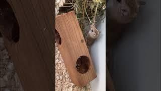 Североафриканская песчанка (gerbil), мышка с пальчик (little mouse).