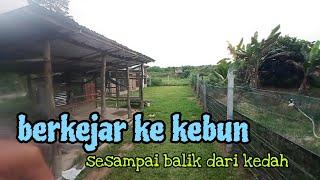 [Episod1184] pak long terus ke kebun selepas 8 jam memandu dari kedah