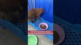 We rescued a pregnant Golden Retriever from dog meat dealer