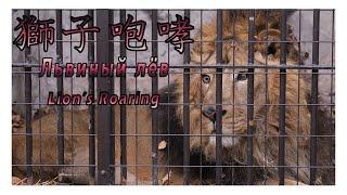 【１駅分の癒し】【4K】獅子咆哮 Львиный лёв Lion's Roaring
