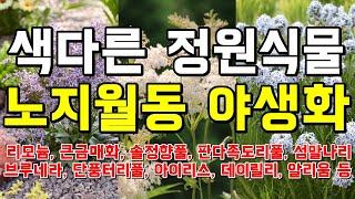 색다른 정원식물, 노지월동 야생화로 지속 가능한 정원 만들기. - Wild Garden Flower