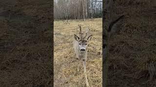 Встреча с косулей Рогатиком #забавныеживотные #косуля #roe #roedeer #funnyanimals #wildanimals