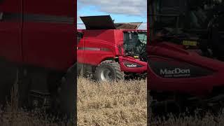 CaseIH 7230 taking down soybeans! #caseih #agriculture