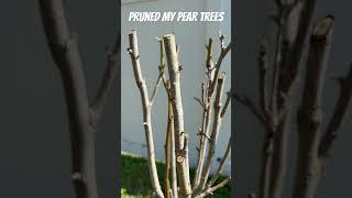I already see new growth! #gardening #backyardgarden #farm #homegrown #peartree #garden #shorts