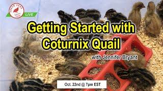 Getting Started with Coturnix Quail - Coturnix Corner LIVE