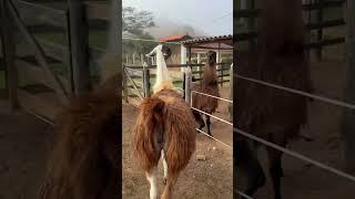 So, will it work out? #llama