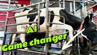 Every dairy farmer NEEDS to do this –   Artificial Intelligence for cows