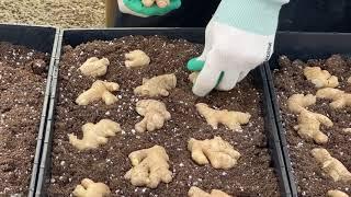 Growing Ginger in NJ   1 Presprouting