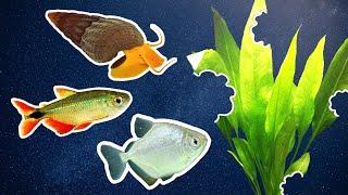 What Fish Should You Avoid in a Planted Aquarium?