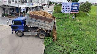 Perfectly Start  Opening New Project!Truck 5Ton Fill Land Delete Feilld,Bulldozer D31P Pushing Soil