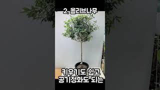 공기정화에 키우기도 좋은 식물추천 5가지