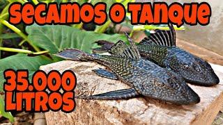 SECAMOS O TANQUE! TILÁPIAS, CASCUDOS E LAMBARIS - PISCICULTURA LEMES