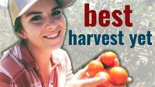 These changes SAVED my tomato crop!