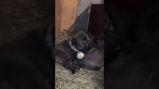 +995 555 73 40 73 კავკასიური ნაგაზი, Caucasian (GEORGIAN) Shepherd - kavkasiuri nagazi