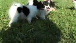 Kennel FCI  DZHERMANOTTA ROYALS Litter W